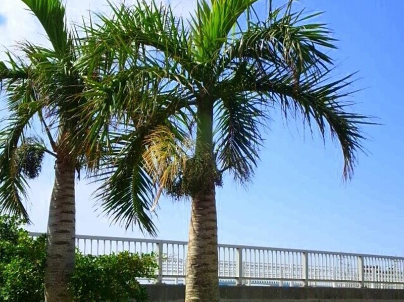 Pensión Nandeyanen Okinawa Exterior foto